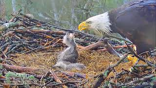 Little Miami Conservancy Bald Eagle 05.04.2023 15:22