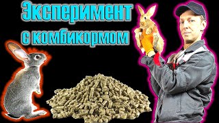 Эксперимент с кормлением комбикормом