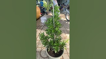 Tùng kim cương 30cm #0386569374 #caycanh #bonsai #agriculture #gardening #ngocnganbentre