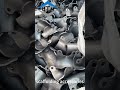 China scaffolding accessory production #scaffolding #scaffolder