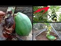 how to graft down super dwarf papaya trees