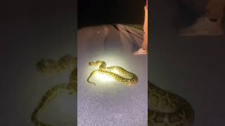 7FT Yellow Burmese Python found in Miami, FL #herping #pythonhunt #burmesepython #everglades