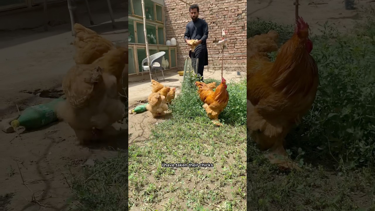 Chicks of golden heavy buff 