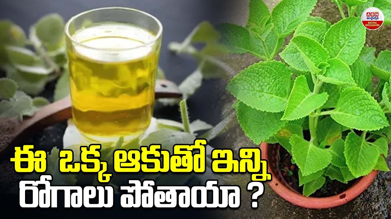 ఈ  ఒక్క ఆకుతో ఇన్ని రోగాలు పోతాయా ?| Health Benefits of Carom Leaves | ABN Digital