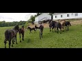 Buying a Horse from the Amish