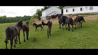 Buying a Horse from the Amish
