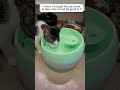3 days ago,I found a cat stuck on a fence and I help it #animals #rescue #cat #rescuecat