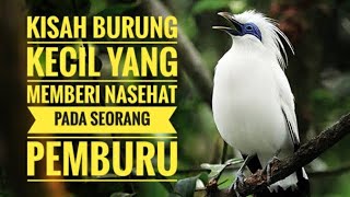 3 Nasehat Bijak dari Seekor Burung Kecil. Cerita Islami Penuh Hikmah