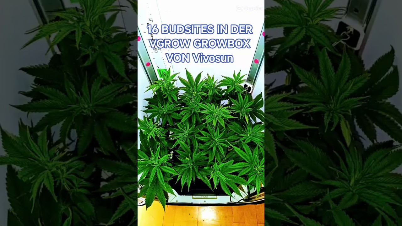 Runtz x Layercake mit 16 Budsites in der VGrow Growbox von Vivosun 