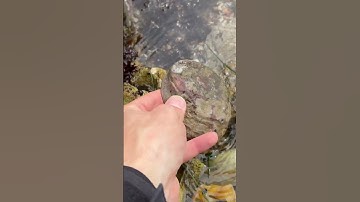 Abalone shell. #abalone #shell #beach