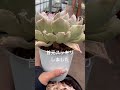 【多肉植物製作所】夏を無事に越すための秘策!!