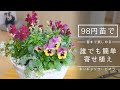 【簡単】98円苗で、春まで楽しめる冬の寄せ植えを作ってみた【キンギョソウ・ビオラ】