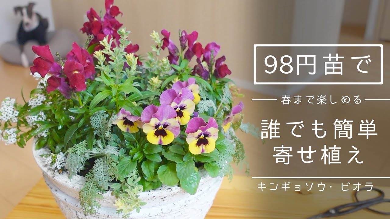 簡単 98円苗で 春まで楽しめる冬の寄せ植えを作ってみた キンギョソウ ビオラ Youtube