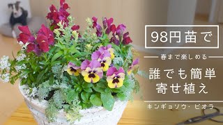【簡単】98円苗で、春まで楽しめる冬の寄せ植えを作ってみた【キンギョソウ・ビオラ】