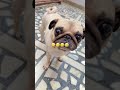 Trending 🤷🏼‍♀️ #funnyshorts #shorts #dogshorts #puglife #trending 😍