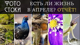 Апрель на Фотостоках, ЧТО ПРОИСХОДИТ? Фотостоки, заработок в интернете. Портфель: 7853 Ф. и 329 В. screenshot 3