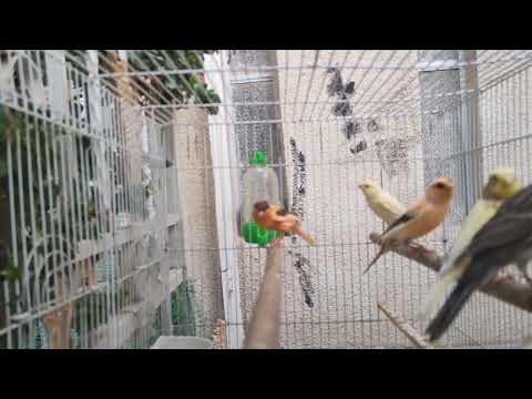 تغريد مجموعة ذكور كناري لتحفيز الذكور على التغريد وتهييج الاناث