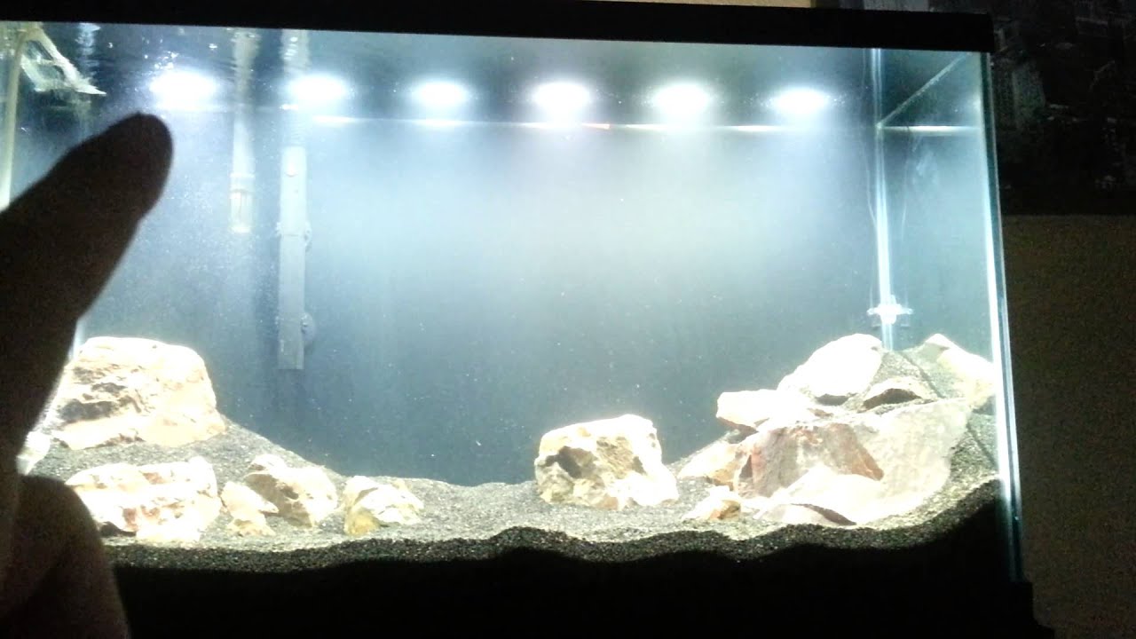 video phone lyrics Final pre-plant 29g update!