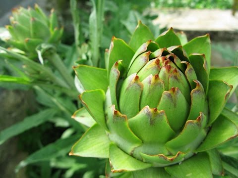 Artichoke Leaf Extract - Reviews, Facts & Warnings - by Dr Sam Robbins