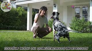 TEASER! POKEDOG game by DOCTRAP - coming soon! screenshot 4