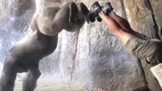 ゴリラが逆立ち習得　米フロリダの動物園