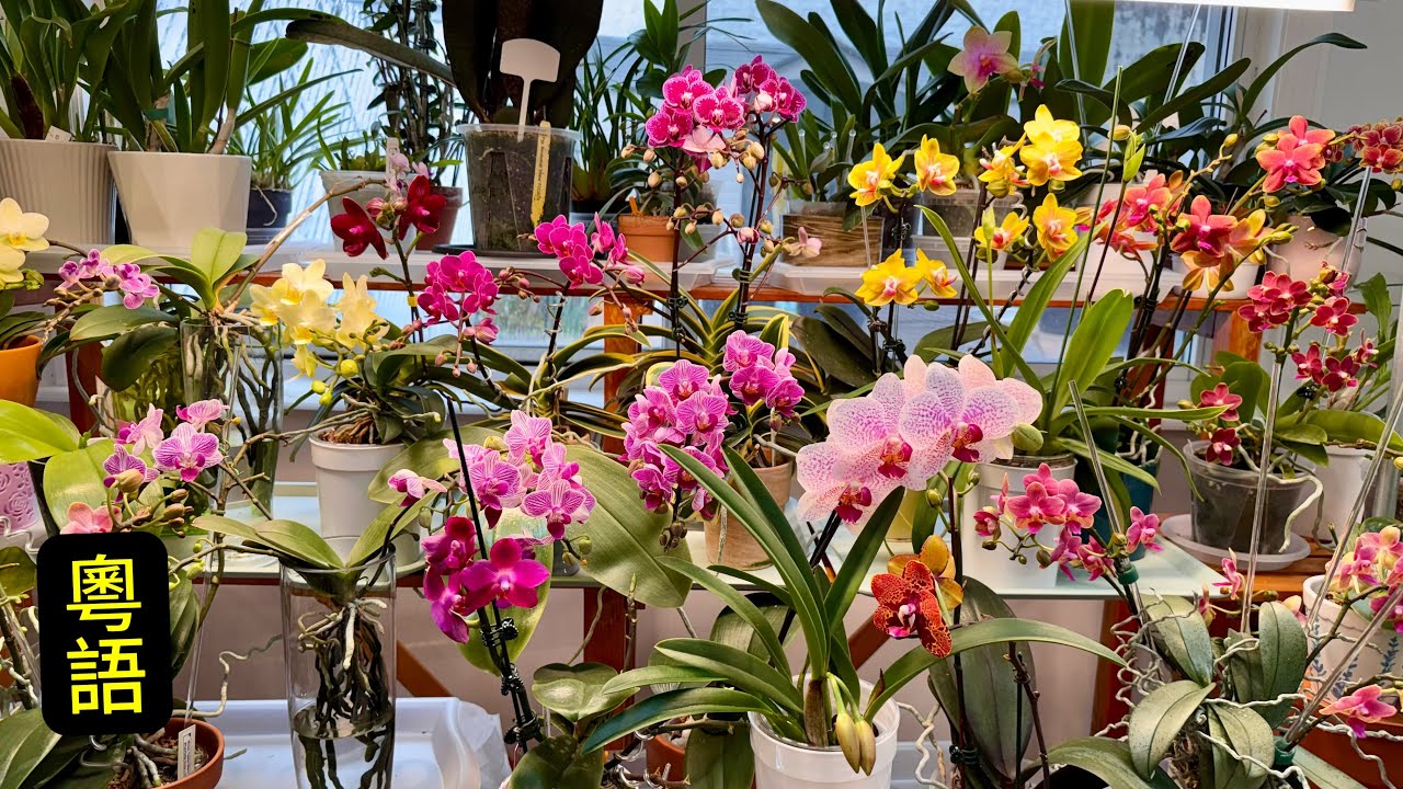 蘭花（ 202 ） （粵語）蝴蝶蘭滿足七點，花多的保證！￼￼￼