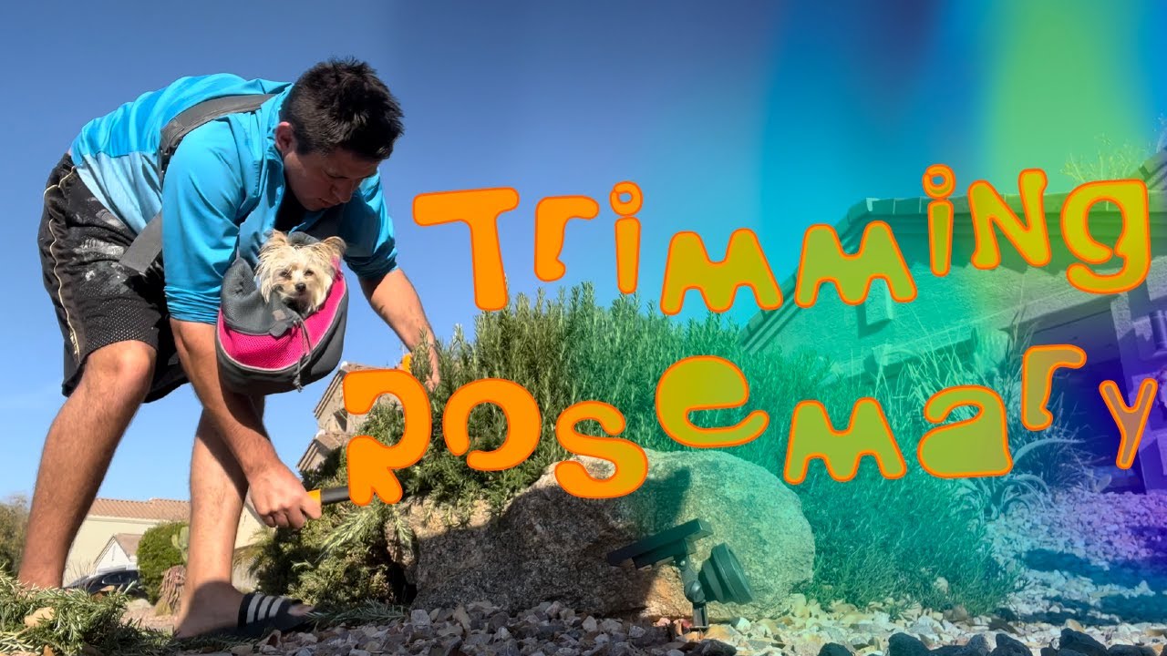 How To Trim A Rosemary Bush The Cookin' Camper YouTube