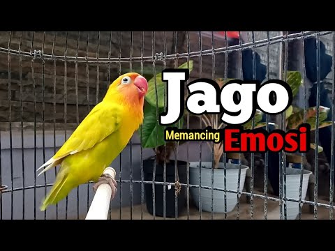 Lovebird Ngekek Panjang JAGO Memancing Emosi, COCOK Buat Pancingan Lovebird agar CEPAT BUNYI