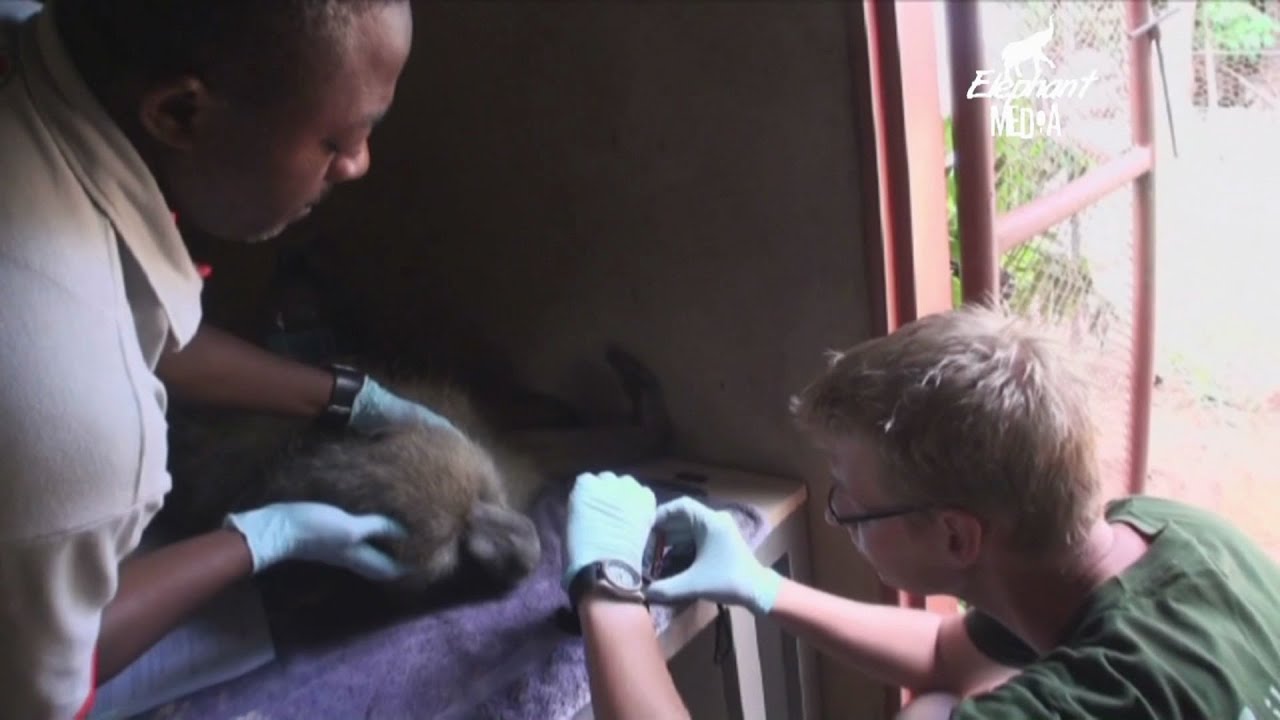 Lilongwe Wildlife Centre Documentary  2014