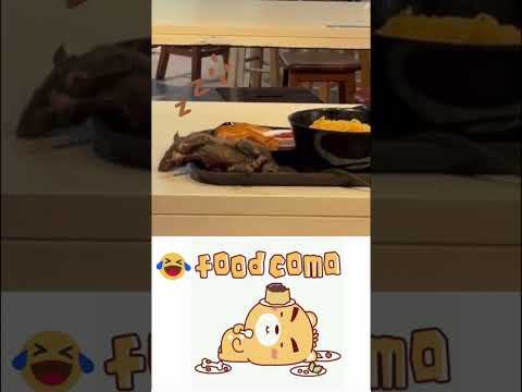 Food Coma Meme memes rat truestory