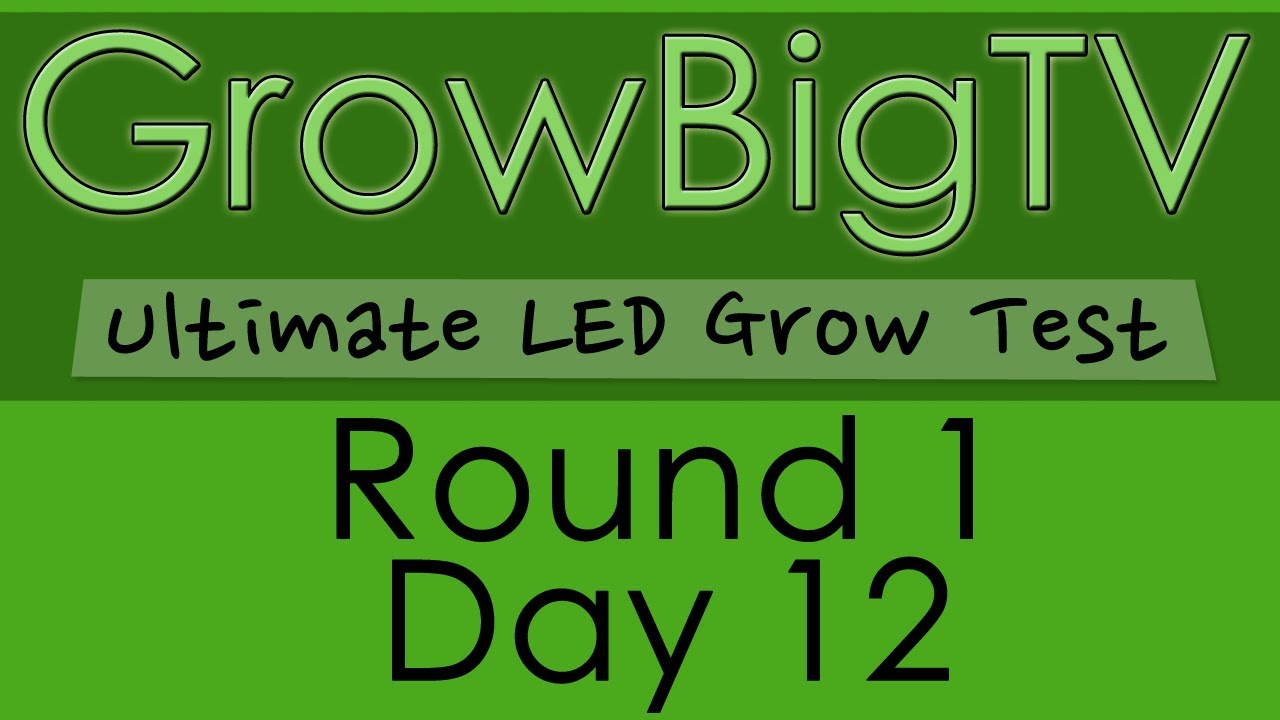 GrowBigTV Ultimate LED Test (Round 1) : Day 12