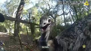St.Joseph deputy puts emu in handcuffs after it escapes petting zoo