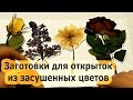 Сухоцветы. Заготовки для подарков и открыток.