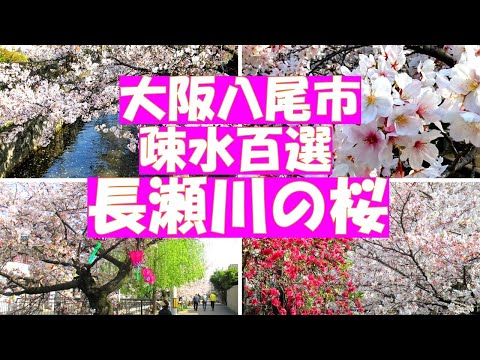 疎水百選・長瀬川の桜【桜の季節の八尾散歩②】長瀬川は大和川の付け替えと共に作られた農業用水路で玉串川とともに八尾の桜の名所です。「世界かんがい施設遺産」として登録されています。