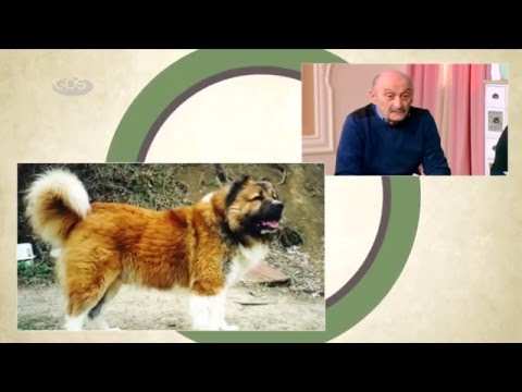 გადაშენების პირას მყოფი ქართული ნაგაზი | რა ნაბიჯები უნდა გადაიდგას მათ გადასარჩენად