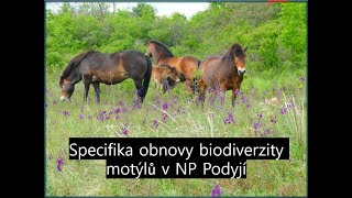 Seminář o ochraně motýlů - Obnova biodiverzity motýlů v NP Podyjí