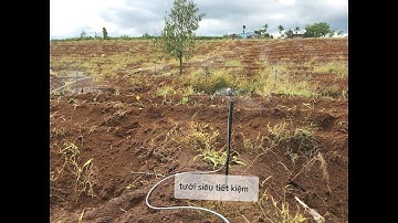 Tưới tự động cho cây chuối| Hệ thống tưới bù áp tại Lâm Đồng