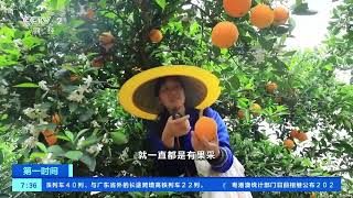 [第一时间]江西信丰：晚熟脐橙丰收 “花果同枝”实现错季销售| 财经风云
