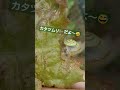 収穫した野菜にカタツムリがゐてくれて嬉しい宇宙人