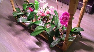 подсветка орхидей с ОСЕНИ : чем и как досвечиваю орхидеи