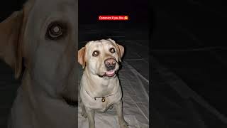 “Happiness has four paws”🐾💖 #viral #cute #love #reaction #trending #shortfeed #viralshorts