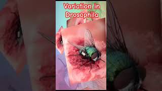 Variation in Drosophila Explained | Fruit Fly Genetics & Evolution | Biology Lecture
