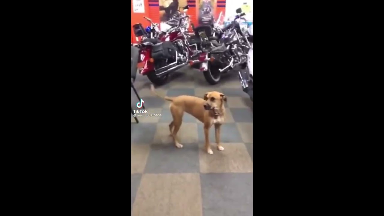 What Da Dog Doing