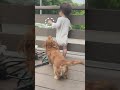 赤ちゃんの持つ茄子が欲しいワンコ　#shorts #赤ちゃん #犬