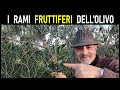 Riconoscimento rami fruttiferi dell'olivo (rama de olivo fructfera - fruitful olive branch)