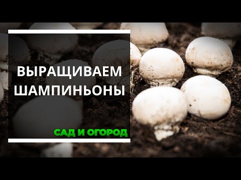 Выращиваю шампиньоны на