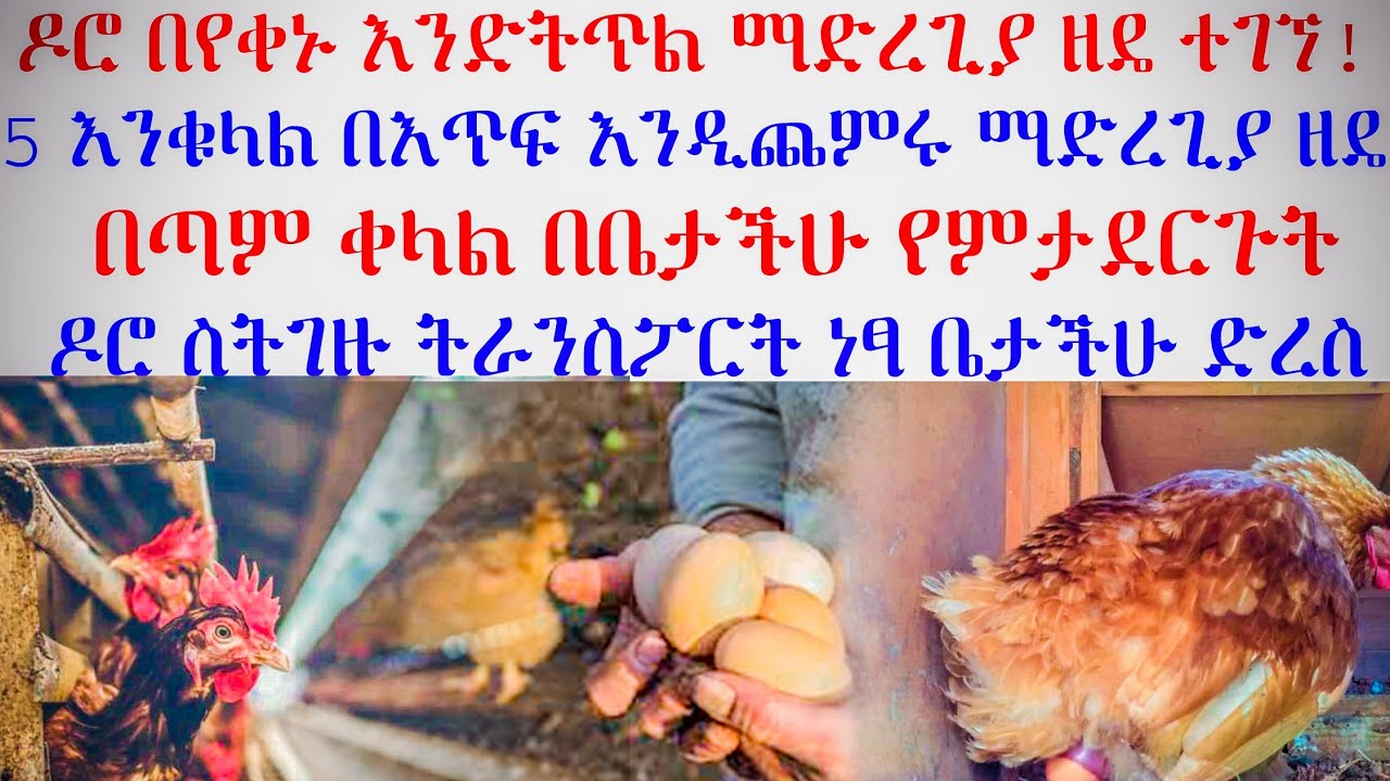 ከአሁን በውኋላ እንቁላል የሚያቋርጡ ዶሮዎች አይኖሩም ! በቤታችሁ እነዚህን 5 ዘዴዎችን በመጠቀም እንቁላል በእጥፍ ይጨምሩ በየቀኑ ሳያቋርጡ እንዲጥሉ ሙሉ