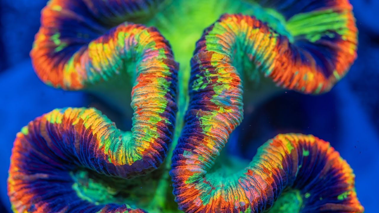 The Most Expensive Coral I’ve Ever Purchased 💸