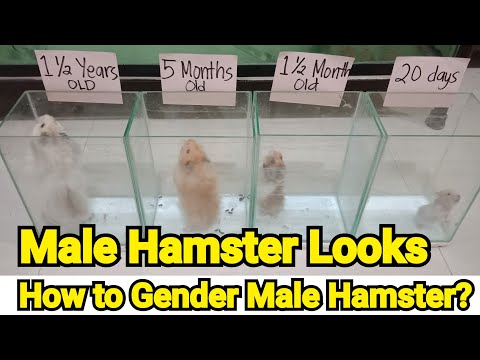 Video: How To Determine The Age Of A Hamster