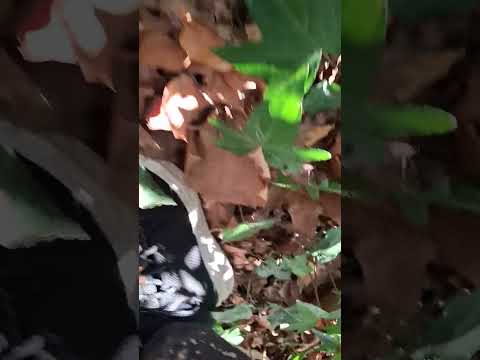 Bush